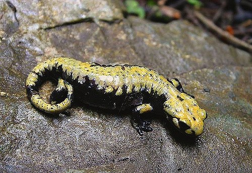 Salamandra atra aurorae in immediate danger due to deforestation!